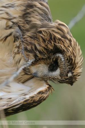 Velduil; Short-eared Owl; Asio flammeus