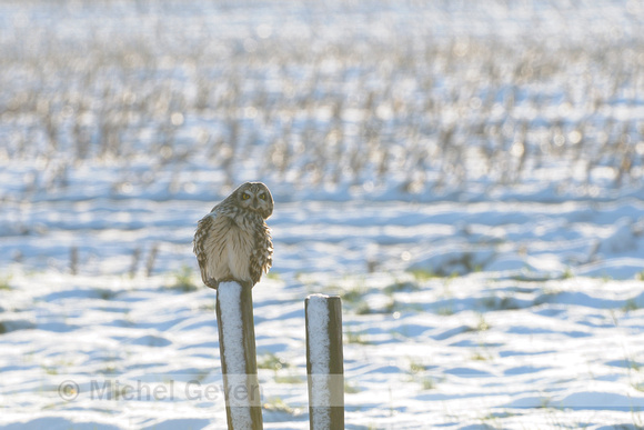 Velduil; Short-eared Owl; Asio flammeus