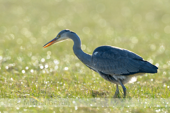 Ardea cinerea; Blauwe Reiger; Grey Heron