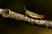 Zwart Wekkertje; Woodland Grasshopper; Omecestus rufipes