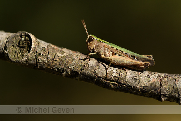 Zwart Wekkertje; Woodland Grasshopper; Omecestus rufipes