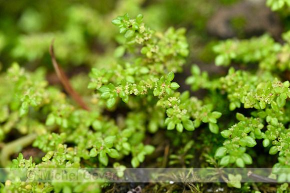 Artillery-plant; Pilea microphylla