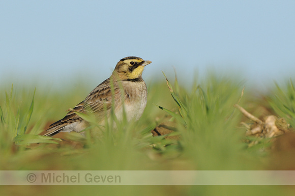 Strandleeuwerik; Shore Lark; Eremophila alpestris