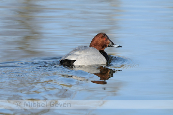 Tafeleend; Pochard; Aythya ferina