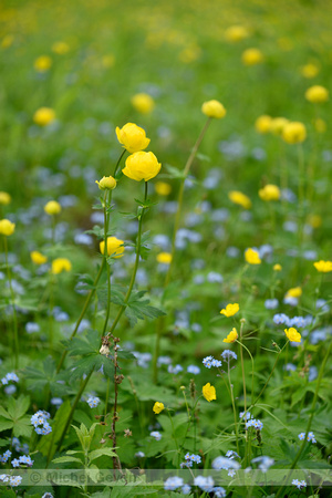 Europese Trollius; Globeflower; Trollius europaeus