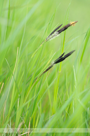 Stijve Zegge; Tufted Sedge; Carex elata