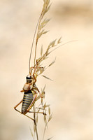 Zadelsprinkhaan; Saddle Bush-cricket; Ephippiger ephippiger
