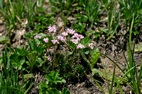 Androsace adfinis subsp. puberula