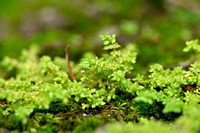 Artillery-plant; Pilea microphylla