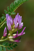 Astragalus onobrychis