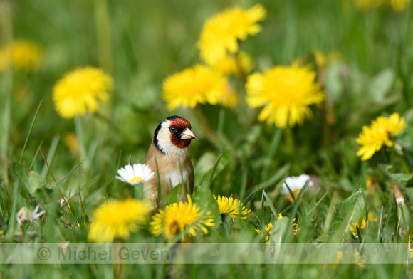 Putter; European Goldfinch; Carduelis carduelis