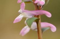 Holwortel - Bulbous Corydalis - Corydalis cava