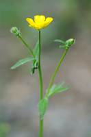 Bosboterbloem - Multiflowered Buttercup -  Ranunculus nemorosus