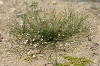 Kleine Mantelanjer; Tunicflower; Petrorhagia saxifraga;