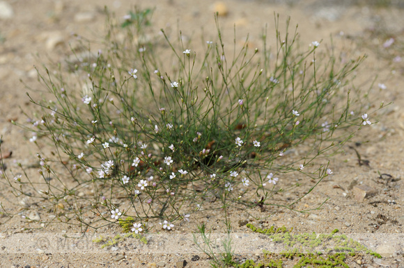 Kleine Mantelanjer; Tunicflower; Petrorhagia saxifraga;