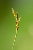 Vingerzegge; Fingered Sedge; Carex digitata