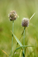 Boreal alopecurus; Alopecurus alpinus