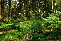 Witte veldbies; White Wood-rush; Luzula luzuloides