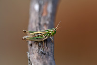 Brommer; Black-spotted Toothed Grasshopper; Stenobothrus nigroma
