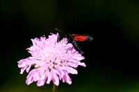 Zygaena osteodensis