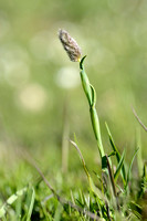 Boreal alopecurus; Alopecurus alpinus;