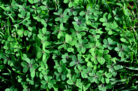 Kaapse klaverzuring; Bermda-buttercup; Oxalis pes-caprae