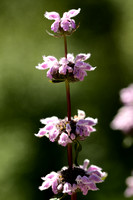 Brandkruid; Phlomis tuberosa