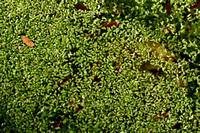 Dwergkroos; Least Duckweed; Lemma minuta