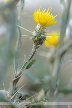 Zomercentaurie; Centaurea solstitialis;Yellow Starthistle