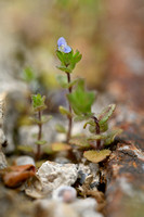 Steentijmereprijs - French Speedwell - Veronica acinifolia