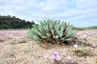 Euphorbia pithyusa