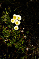 Gletsjerboterbloem; Ranunculus glacialis