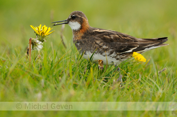 Grauwe Franjepoot; Red-necked Phalarope; Phalaropus lobatus;