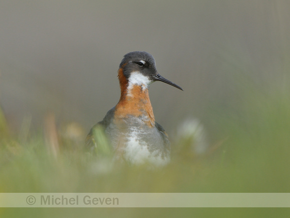 Grauwe Franjepoot; Red-necked Phalarope; Phalaropus lobatus;