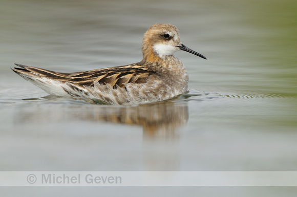 Grauwe Franjepoot; Red-necked Phalarope; Phalaropus lobatus;