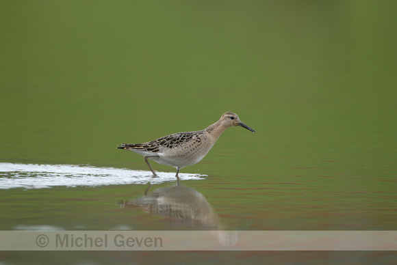 Kemphaan; Ruff; Philomachus pugnax