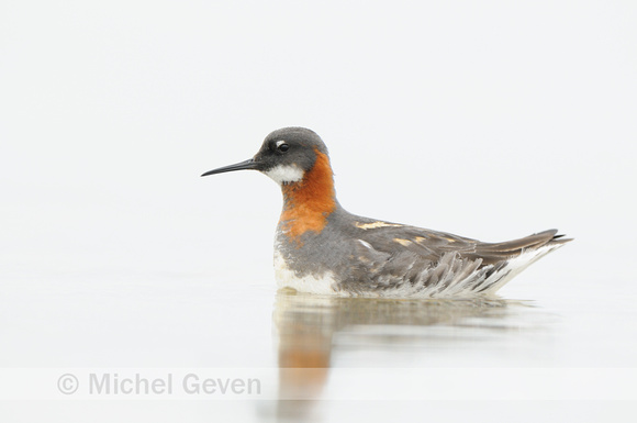 Grauwe Franjepoot; Red-necked Phalarope; Phalaropus lobatus;