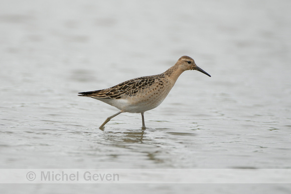 Kemphaan; Ruff; Philomachus pugnax