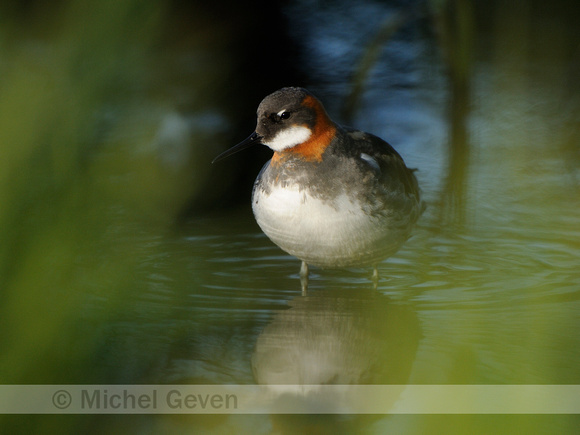 Grauwe Franjepoot; Red-necked Phalarope; Phalaropus lobatus;