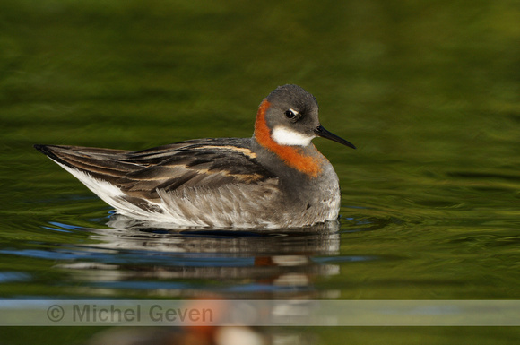 Grauwe Franjepoot; Red-necked Phalarope; Phalaropus lobatus;