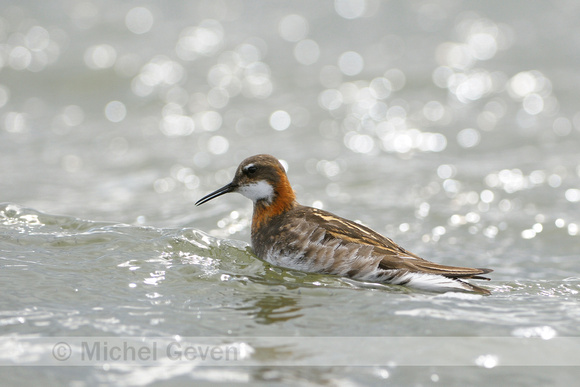 Grauwe Franjepoot; Red-necked Phalarope; Phalaropus lobatus