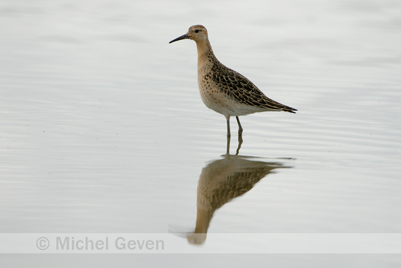 Kemphaan; Ruff; Philomachus pugnax