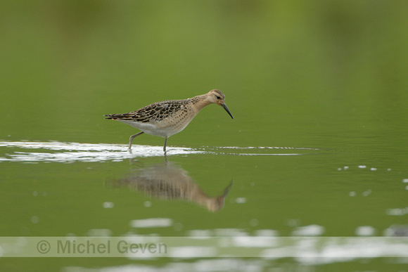 Kemphaan; Ruff; Philomachus pugnax