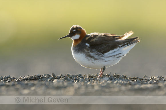 Grauwe Franjepoot; Red-necked Phalarope; Phalaropus lobatus;