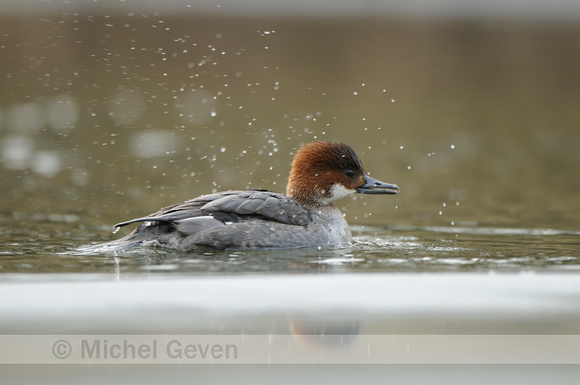 Nonnetje; Smew; Mergus albellus;