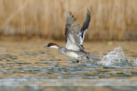 Nonnetje; Smew; Mergus albellus;