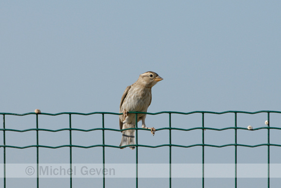 Rotsmus; Rock Sparrow; Petronia petronia