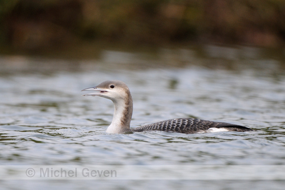 Parelduiker; Black-throated Diver; Gavia arctica