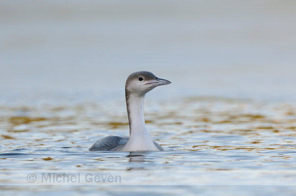 Parelduiker; Black-throated Diver; Gavia arctica