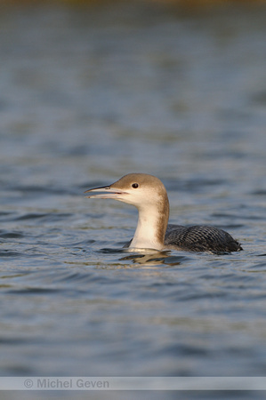 Parelduiker; Black-throated Diver; Gavia arctica